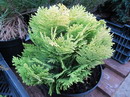 Lawson cypress